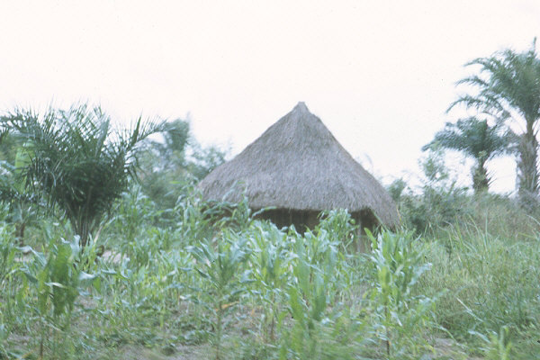 Grass hut in front of cornfield